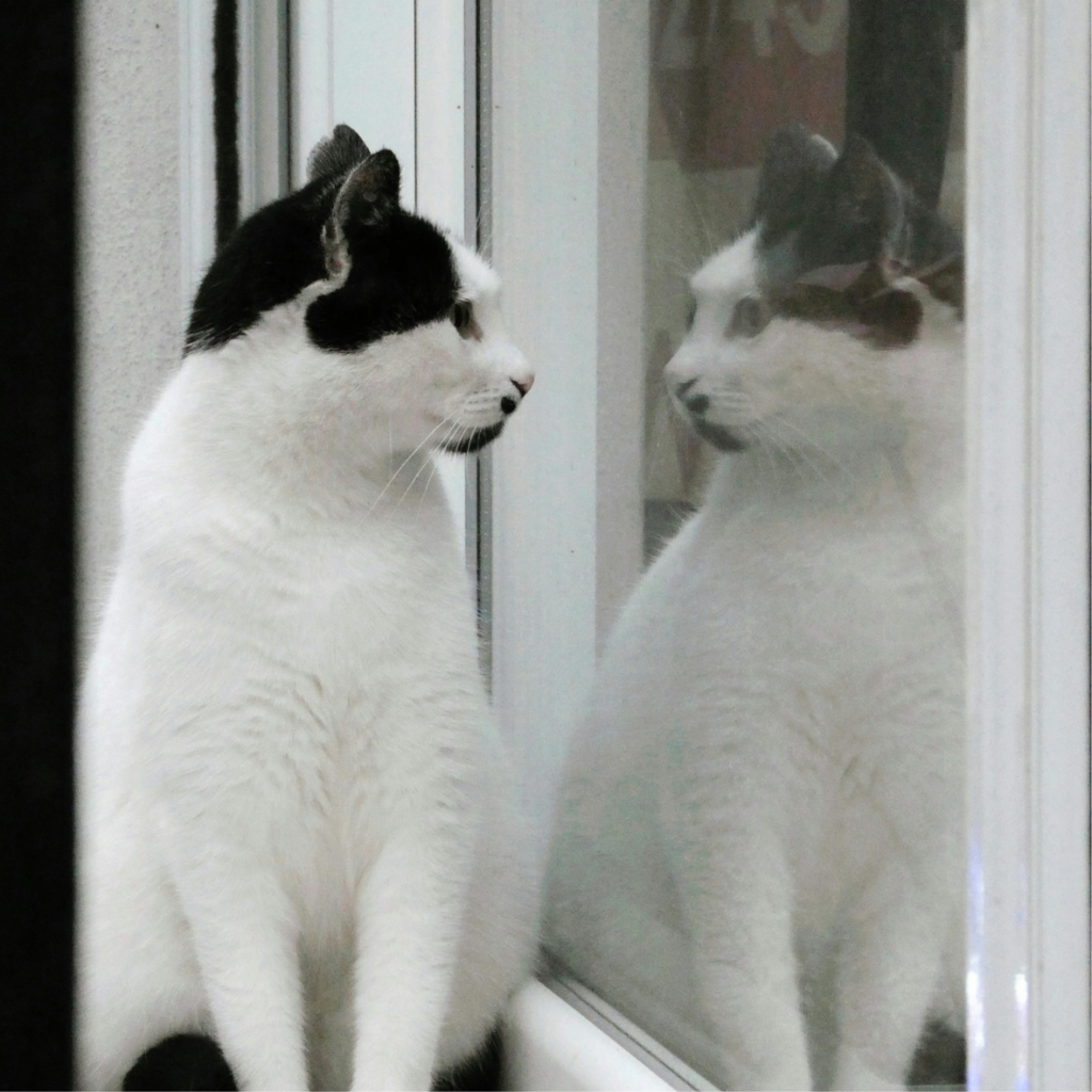 Ein Kater schaut sich im Spiegel an, als würde er sich fragen "Bin ich ein Narzisst?"
